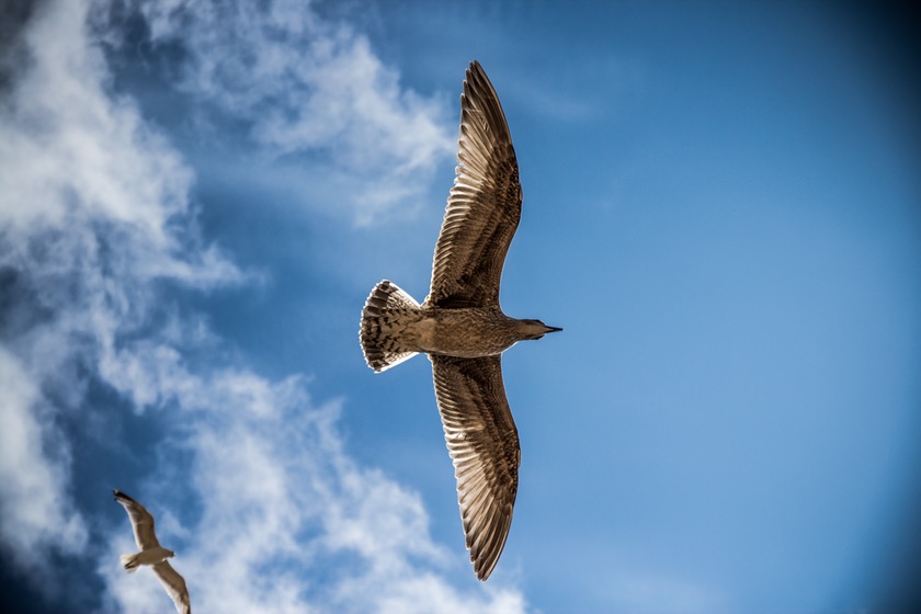 sea-gull-bird-sky-nature